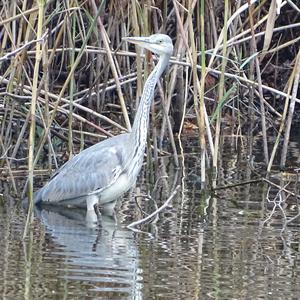 Grey Heron