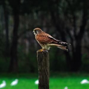 Common Kestrel