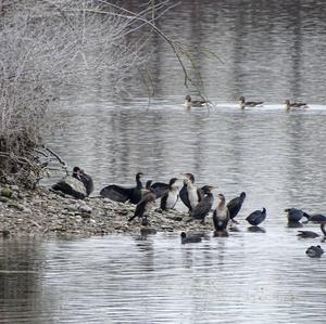 Great Cormorant