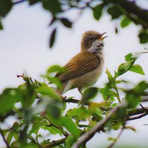 Common Whitethroat