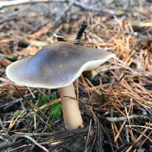Unknown Species