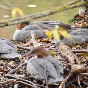 Common Merganser