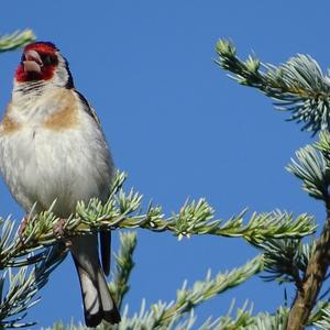 European Goldfinch