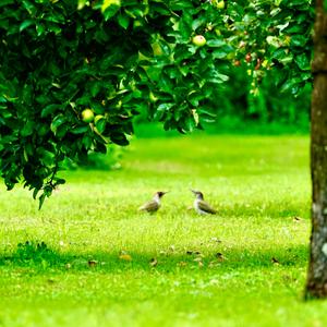 Eurasian Green Woodpecker