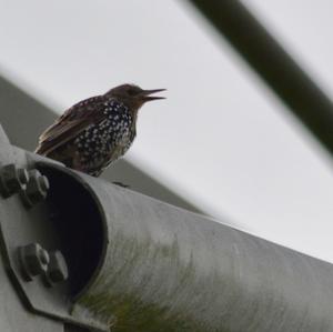 Common Starling