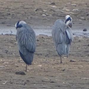 Grey Heron