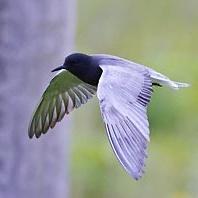 Black Tern