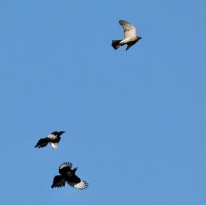 Eurasian Sparrowhawk