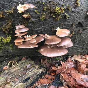 Oyster Mushroom