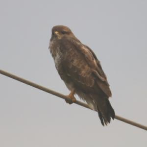 Common Buzzard