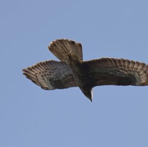 European Honey-buzzard