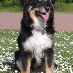 Australian Shepherd