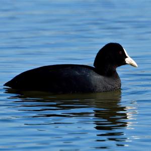 Common Coot