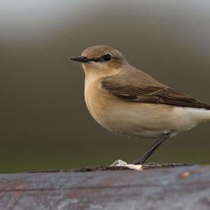 Northern Wheatear