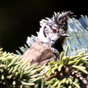 Crested Tit