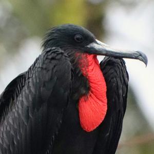 Magnificent Frigatebird