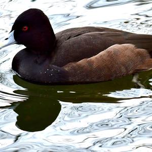 Ferruginous Duck