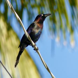 Common Grackle