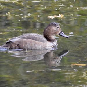 Common Pochard