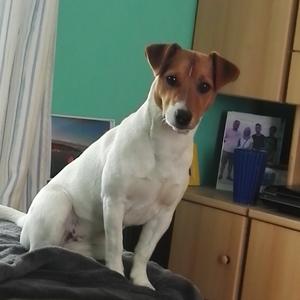 Jack Russell Terrier