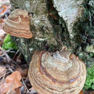 Tinder Polypore