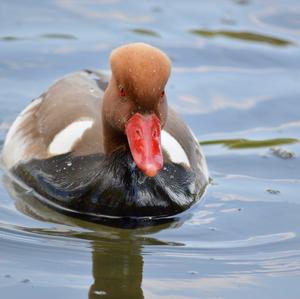 Red-crested Pochard