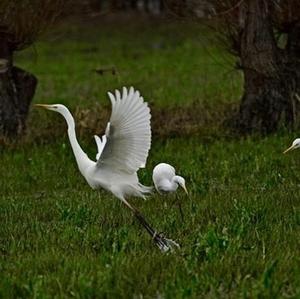 Great Egret