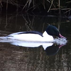 Common Merganser