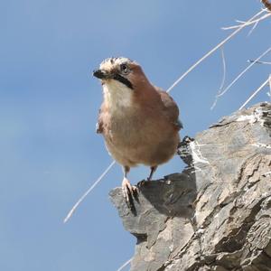 Eurasian Jay