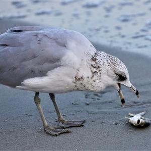 Ring-billed Gull