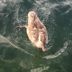 Red-crested Pochard