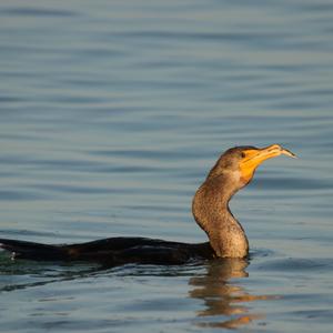 Double-crested Cormorant