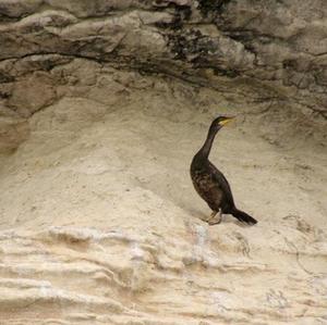 European Shag