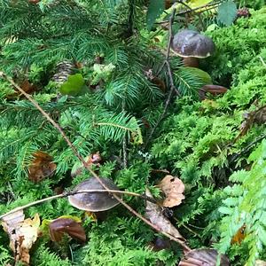 Yellow-cracked Bolete