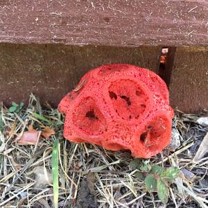 Red Cage Fungus