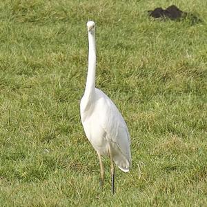 Great Egret