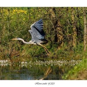 Grey Heron