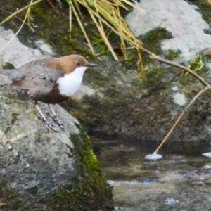 White-throated Dipper