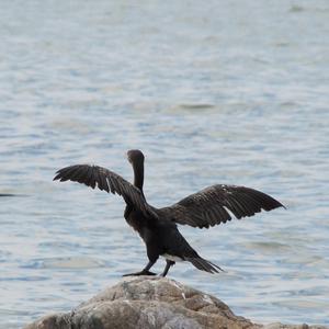 Great Cormorant