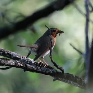 European Robin