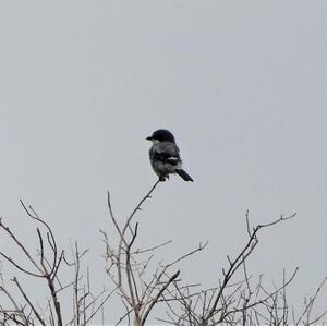 Great Grey Shrike