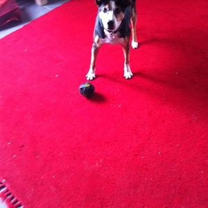 Unknown Breed