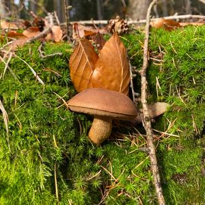 Bay Bolete