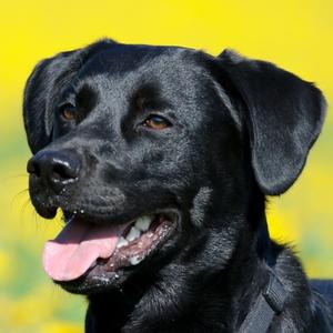 Retriever (Labrador)