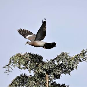 Common Wood-pigeon