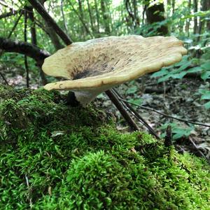 Dryad`s Saddle