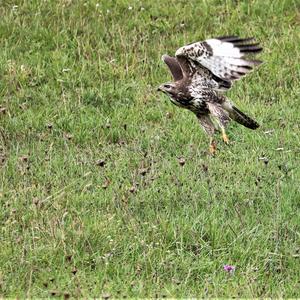 Mäusebussard