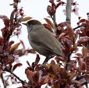 Blackcap