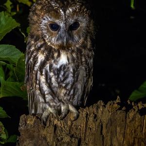 Tawny Owl