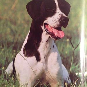 Unknown Breed